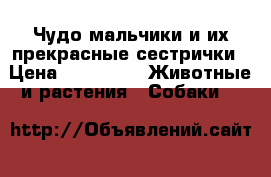 Чудо мальчики и их прекрасные сестрички › Цена ­ 20 000 -  Животные и растения » Собаки   
